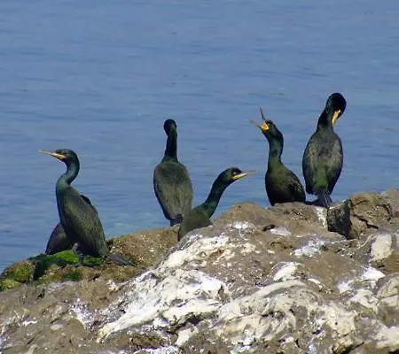 Apartment Skolka Portorož