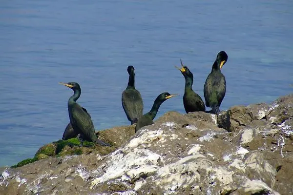 公寓 Skolka 波尔托罗