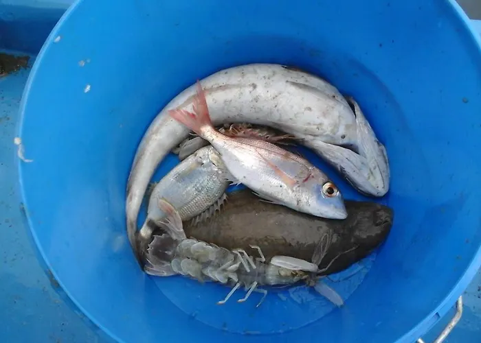 Skolka 公寓 波尔托罗