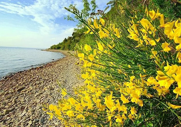 Skolka * 波尔托罗