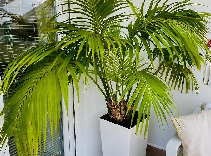 Skolka * 波尔托罗